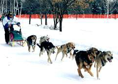 dog team mushed by author
